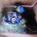 Side View Bird Box Camera and BlueTit Diary