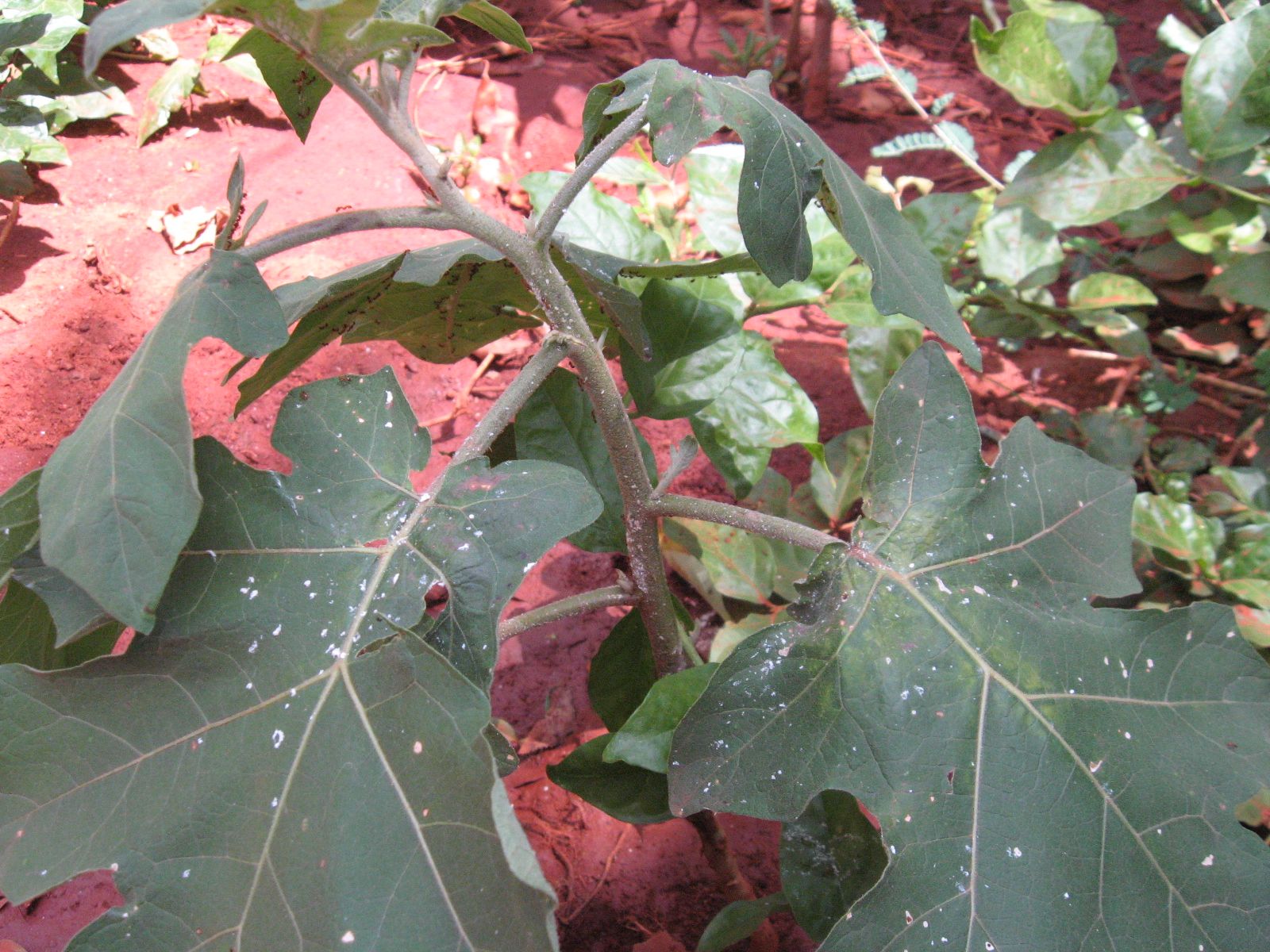 Homemade Organic Ant Repellent 6 Steps Instructables