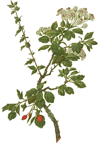 Hawthorn