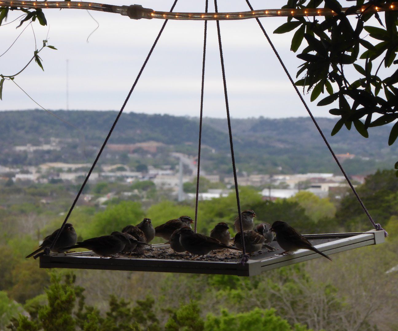 15 Minute Wild Bird Feeder