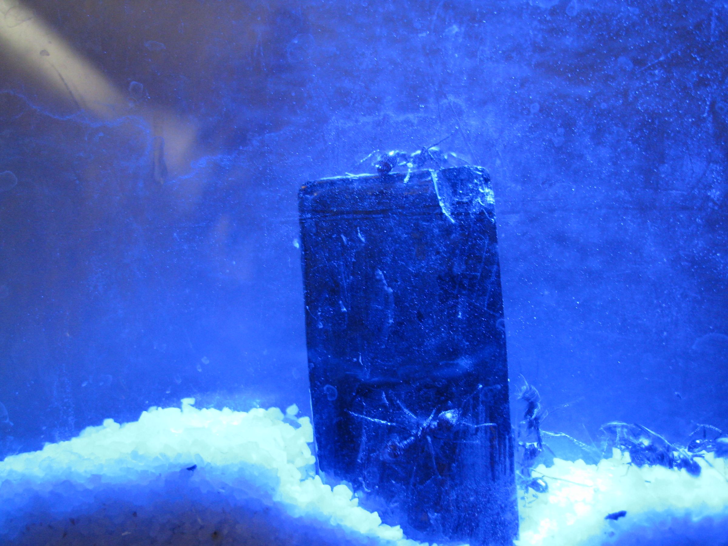 Arduino Uno Ant Farm 64 W/ Voltage Booster, Buck Toot Driven LED Lighting, Temp Sensor*