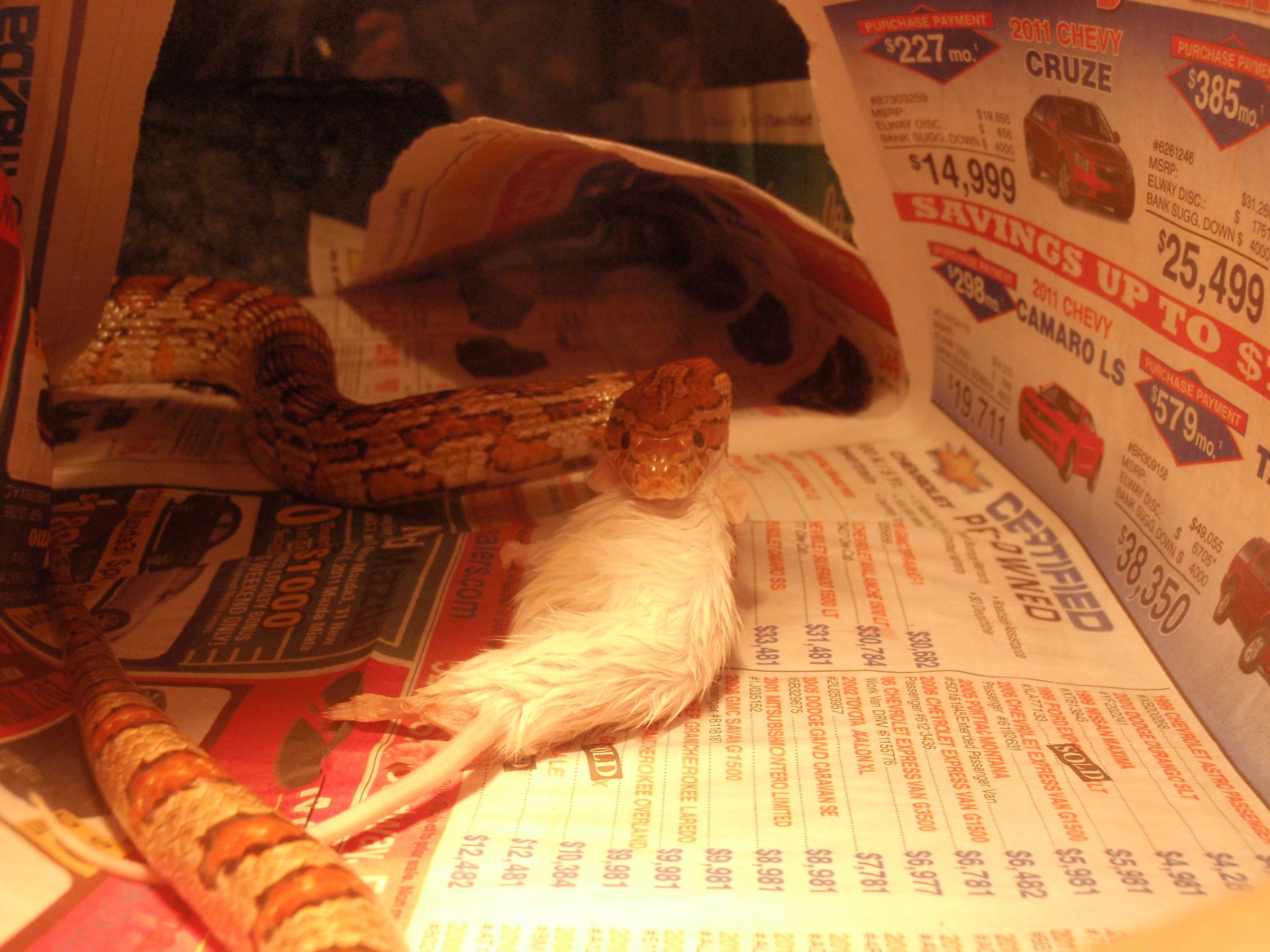 How to Feed a Corn Snake 3 Steps Instructables