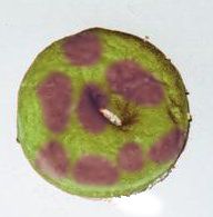 Bad Donut
