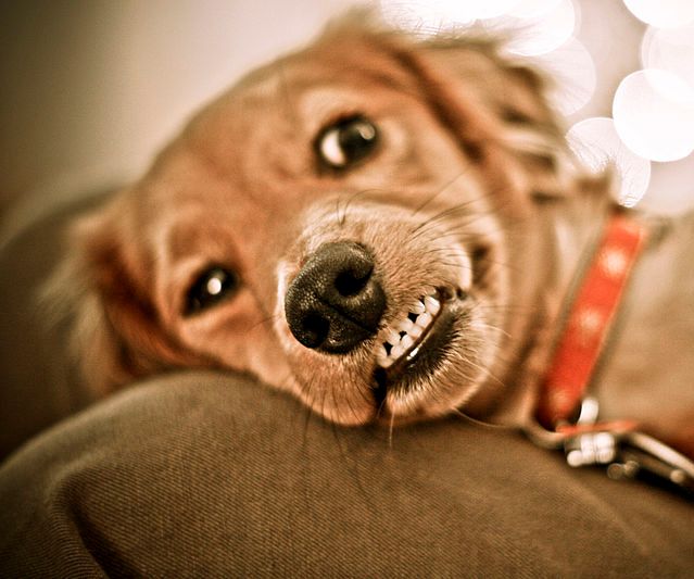 Let's Make Your Dog Mad at You!