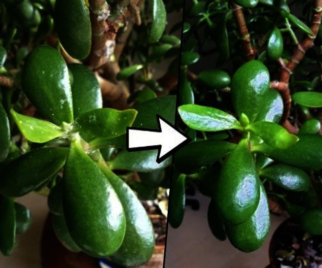 How to Kill Fluffy White Mould on Plants