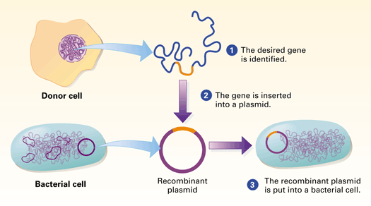 Transgenic Bacteria