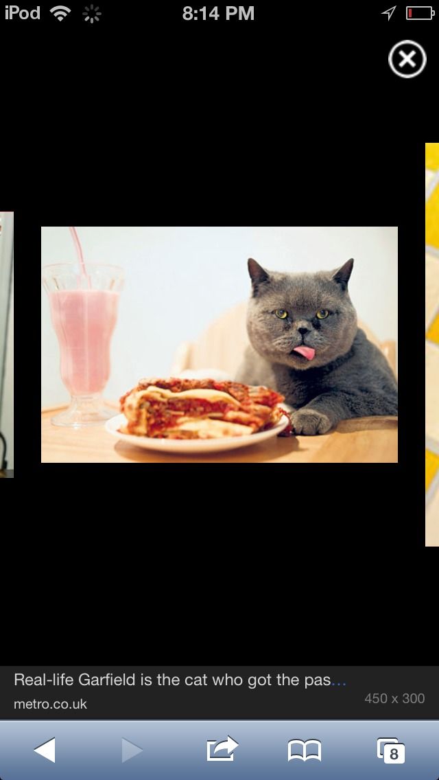 What Limits Cats Would Go Through to Get Food