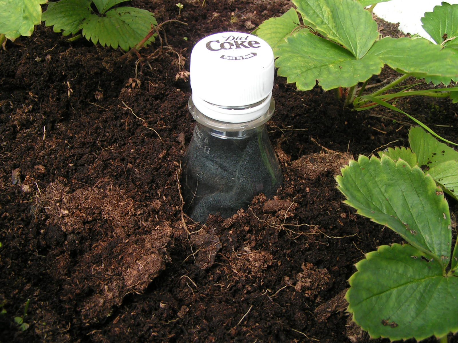 How to Save Water in Gardens and Small-holdings: the Scrooge Bottle.