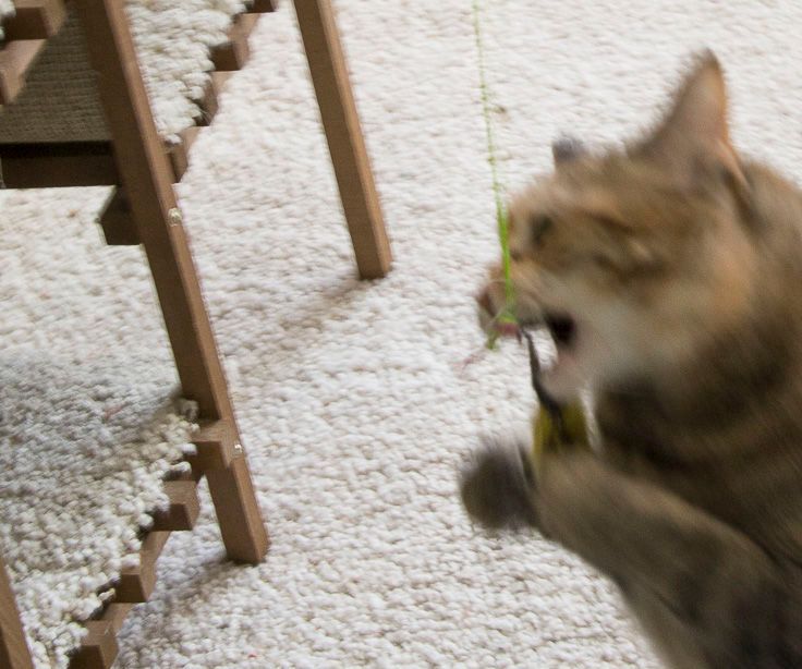 World's Best Cat Toy Fishin' for Kitten 4 Steps Instructables