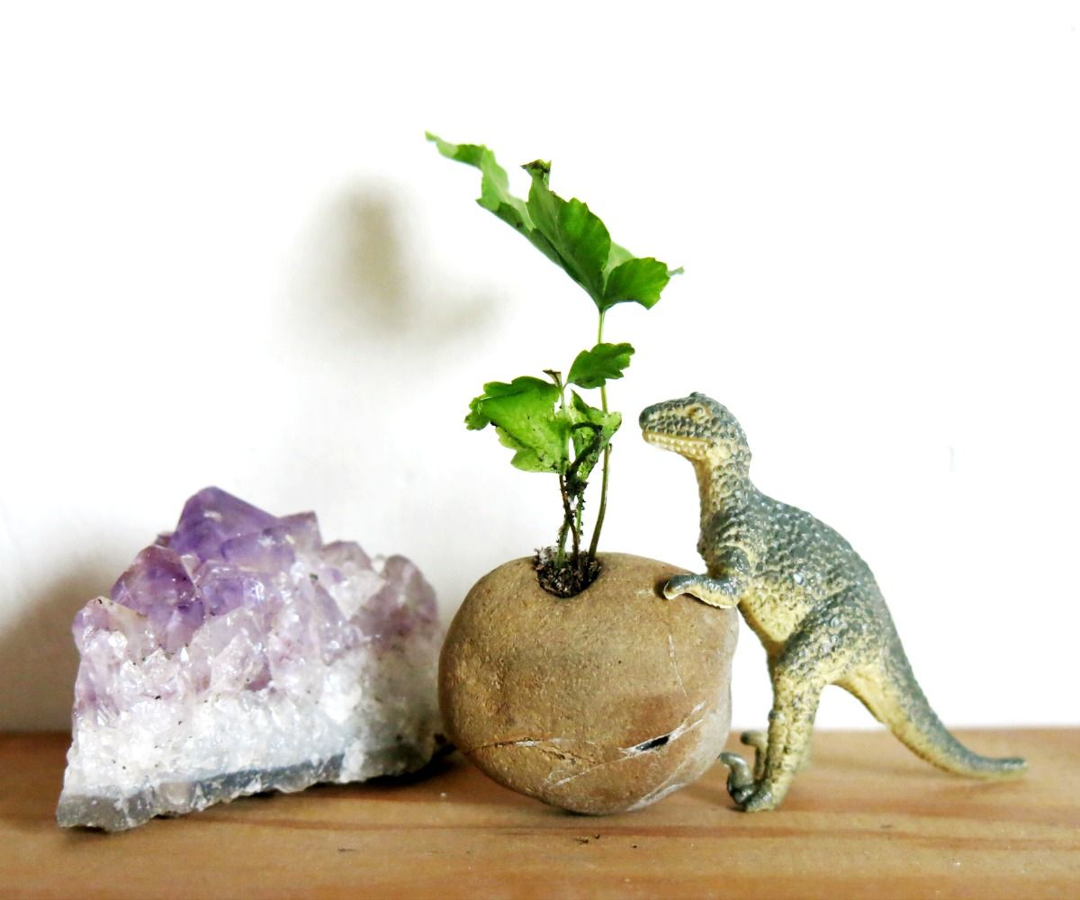 Mini Container Gardening