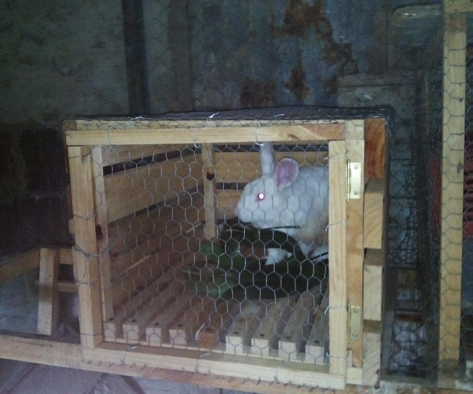 Jaula Para Conejos / Cage or Hutch for Rabbits 