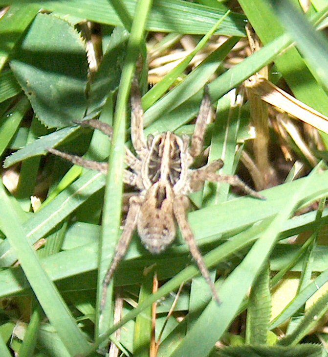 Spider Hunting! : 4 Steps (with Pictures) - Instructables