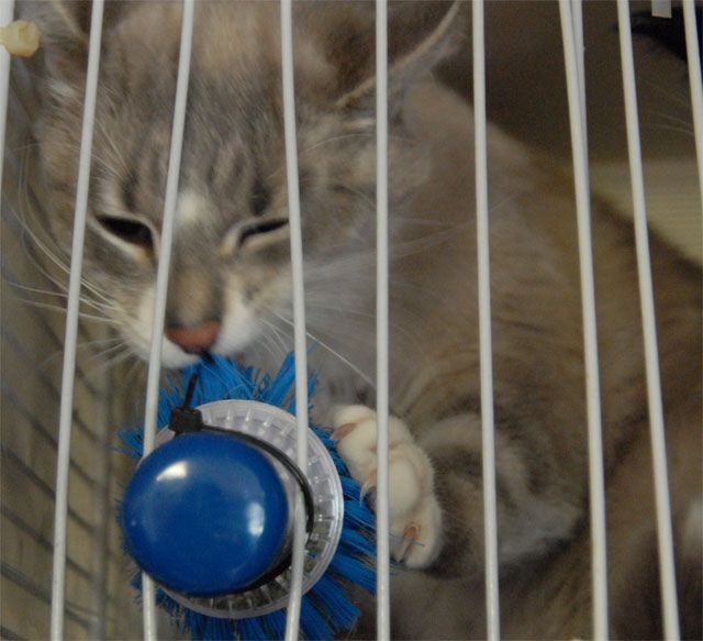 Kitchen Scrubber Filled With Catnip for the Feline in Your Life