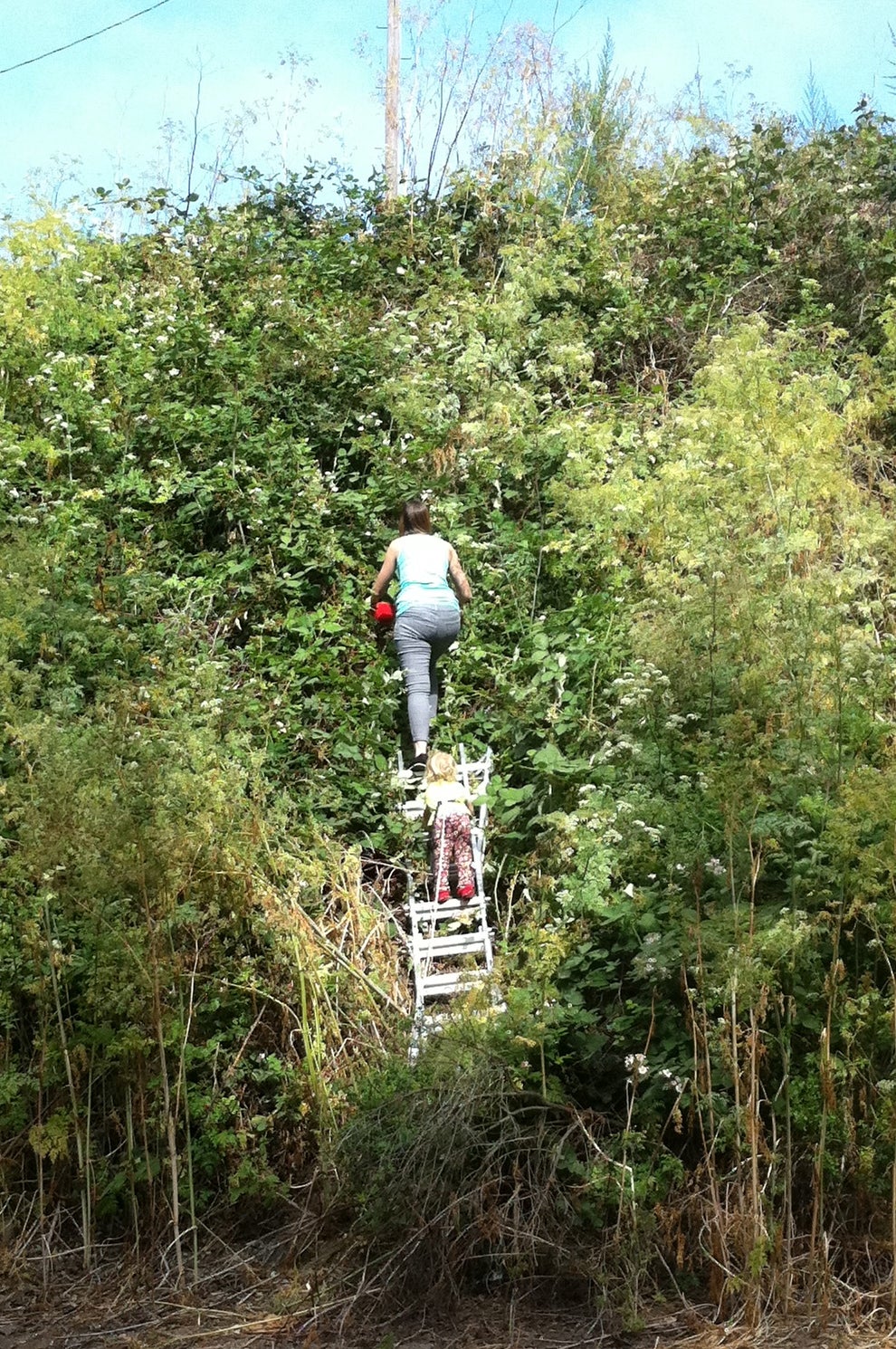 The Blackberry Ladder Technique