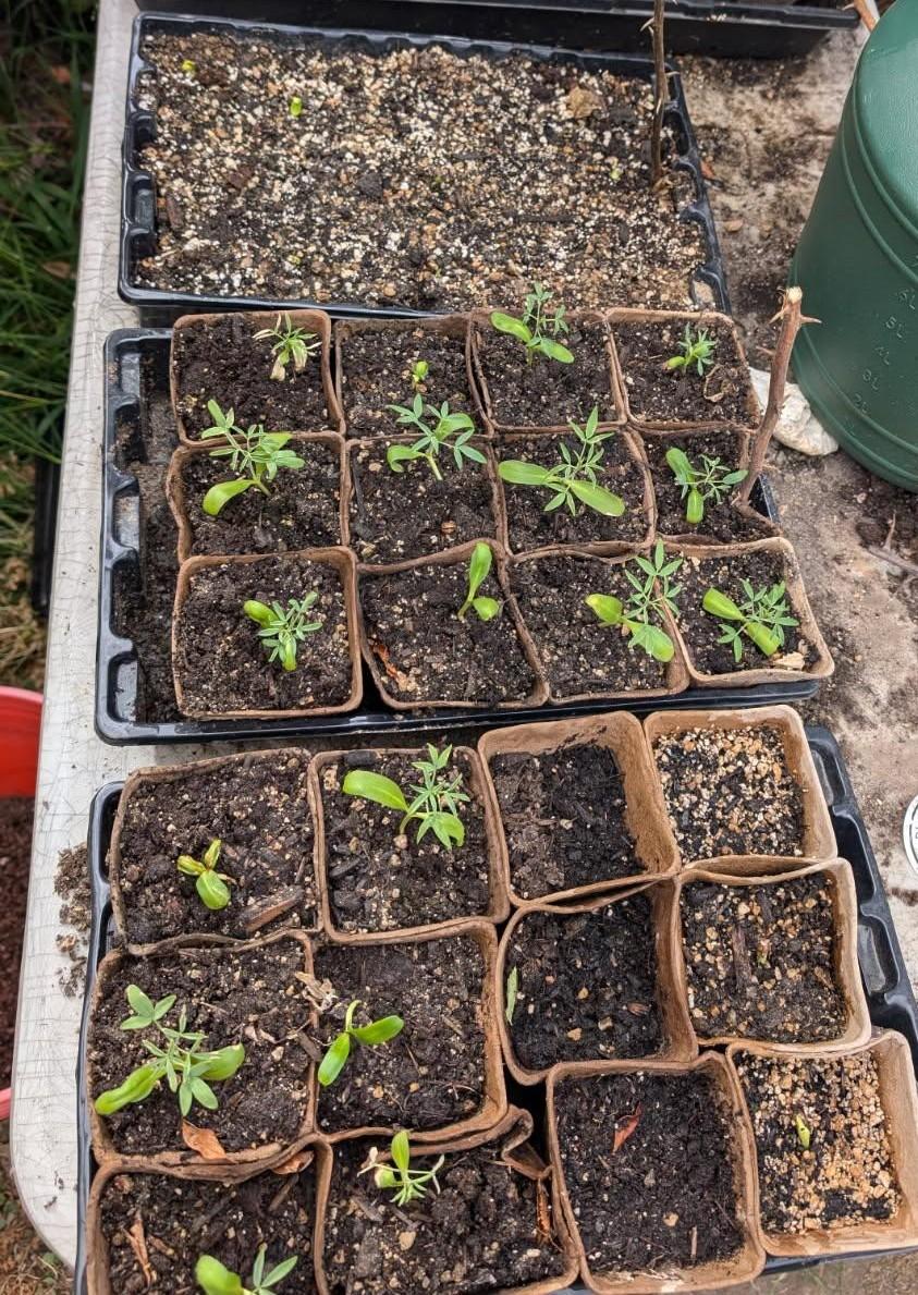 Grow!