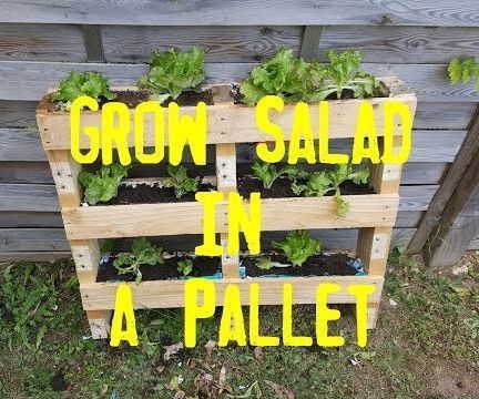 Grow Salad in a Pallet
