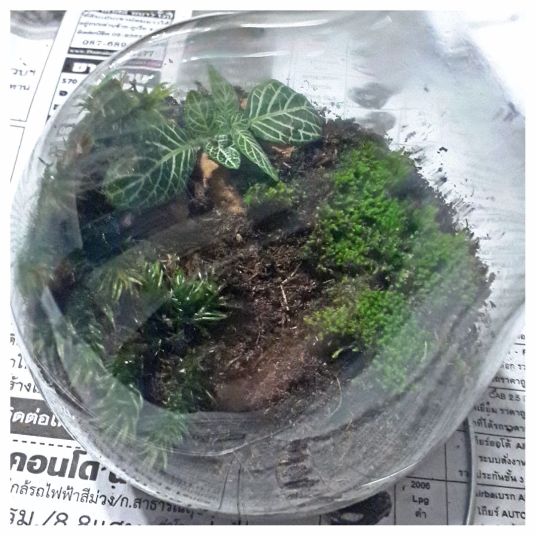 A Terrarium in a Light Bulb 4 Steps Instructables