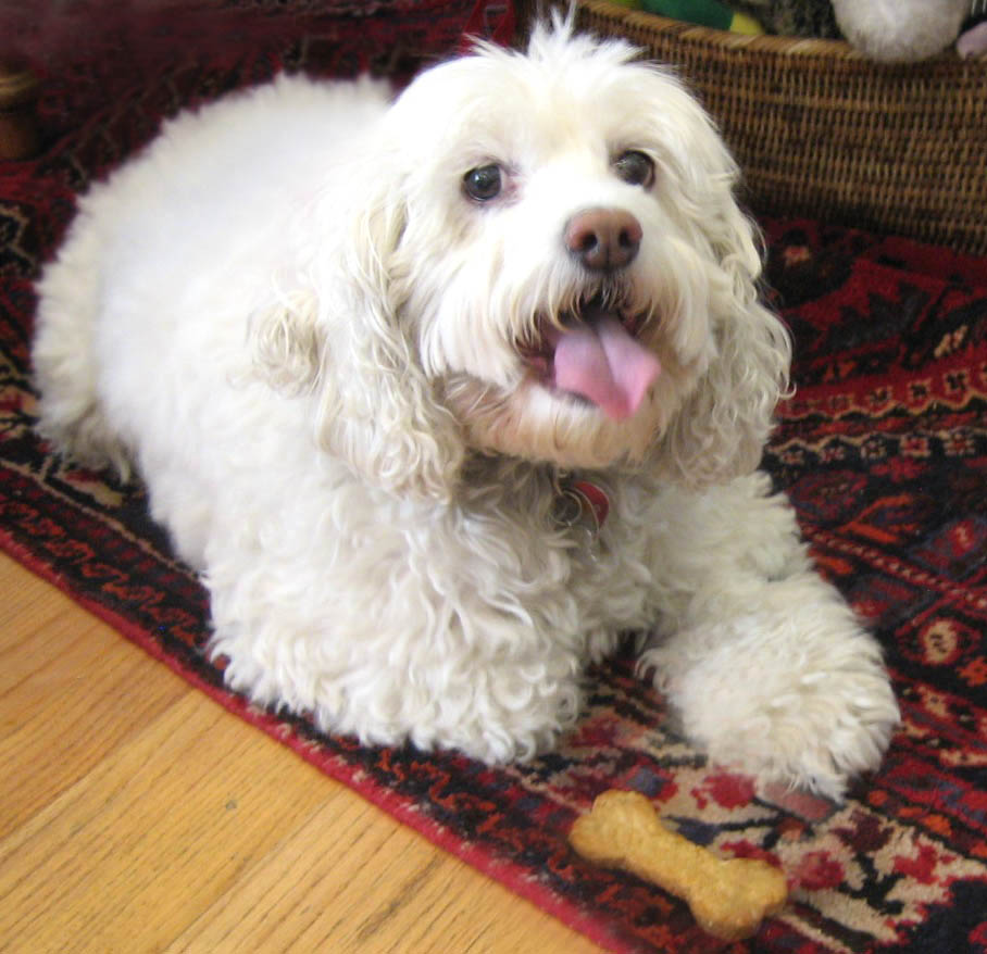 Super Easy Dog Treats