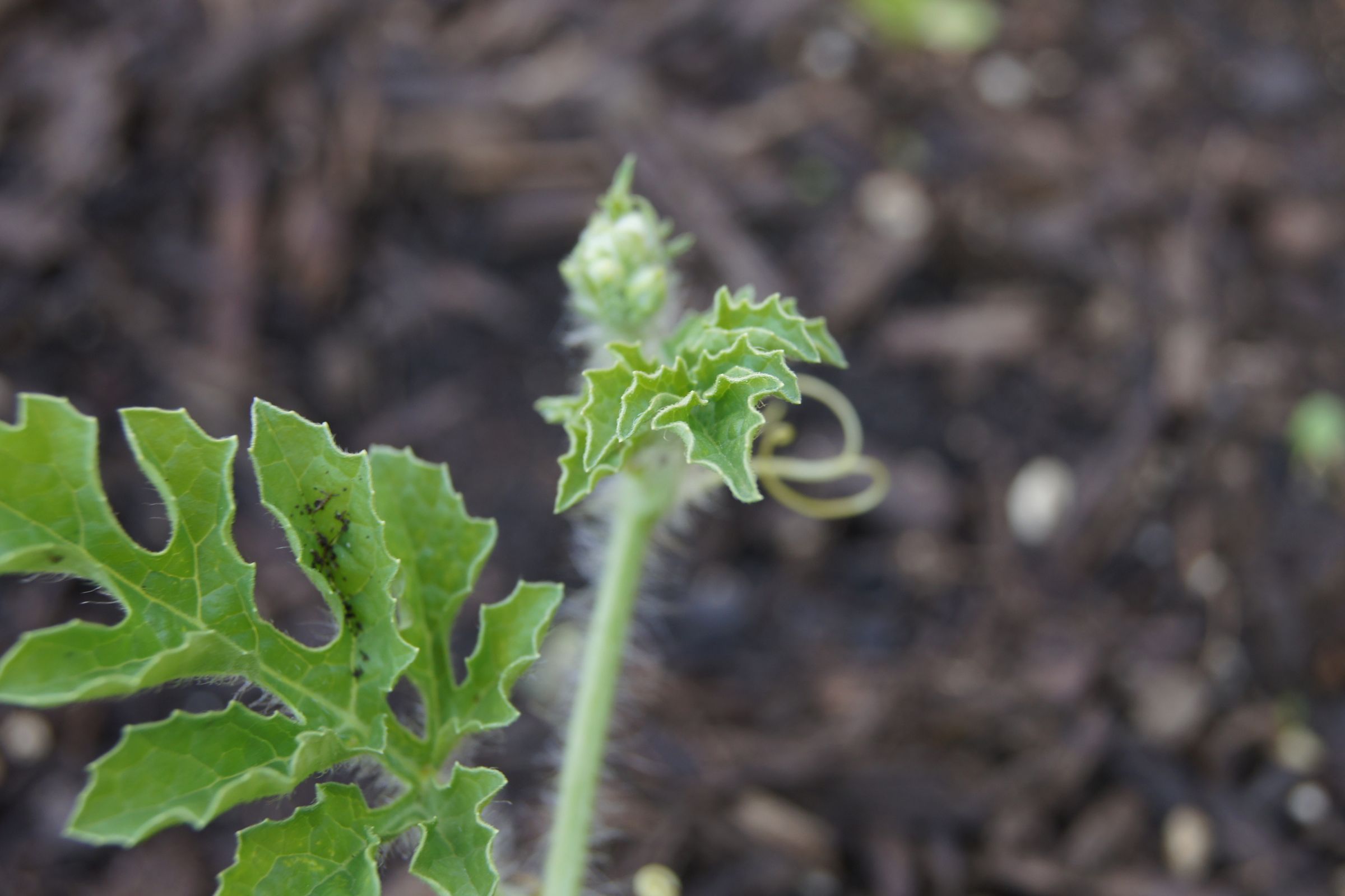 My Garden: Watermelons & melons... And more :D