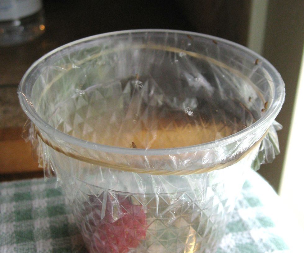 Trampa fácil para las moscas de la fruta