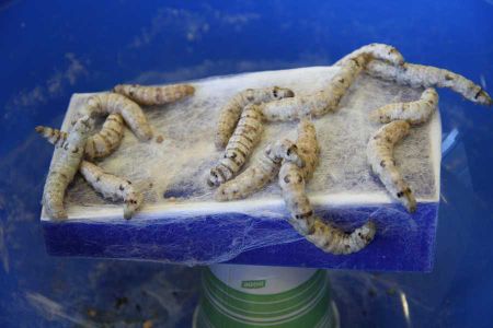 Technique: Silk Worm Composite Layup