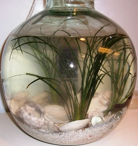 Illustrated Guide to Reusing a Disposable Aquarium Filter