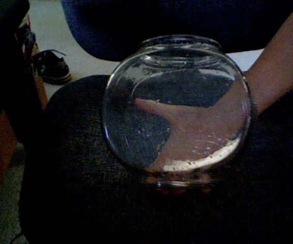 Fish Bowl Terrairium.