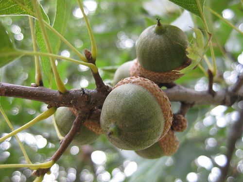 Acorn Chime