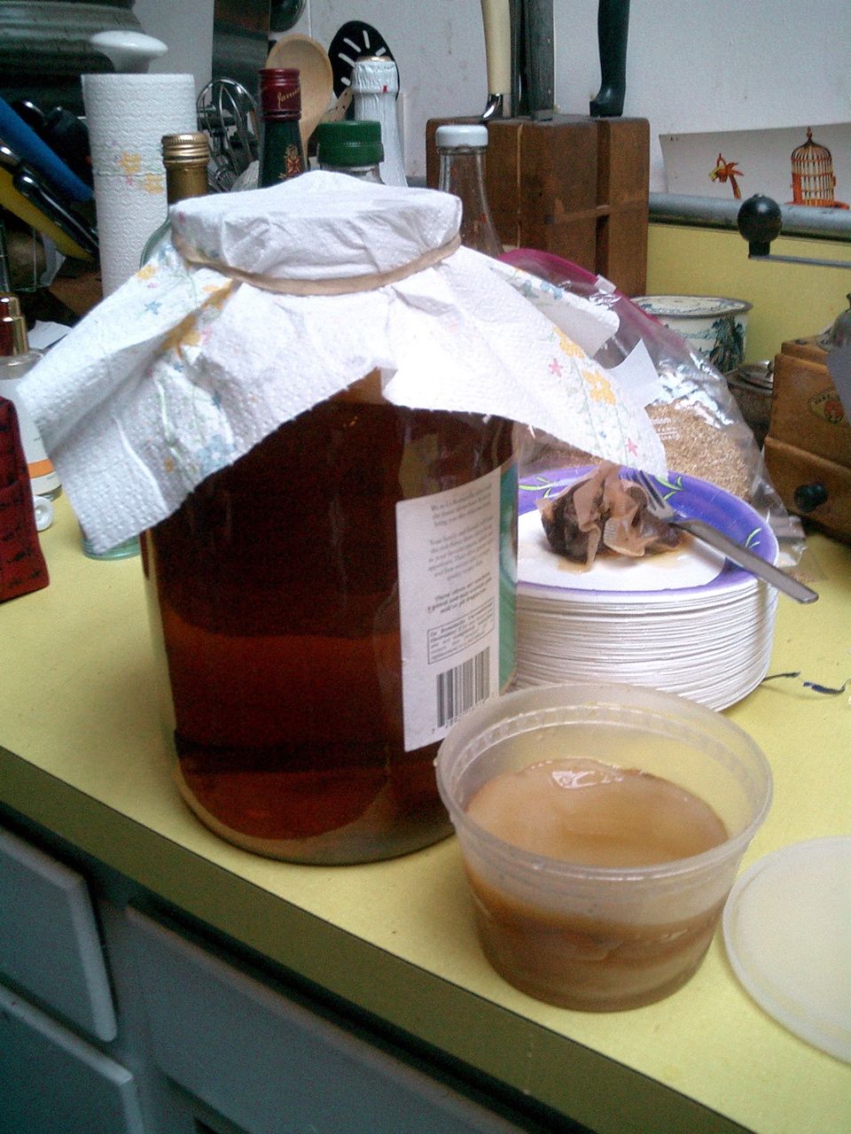 Making Kombucha