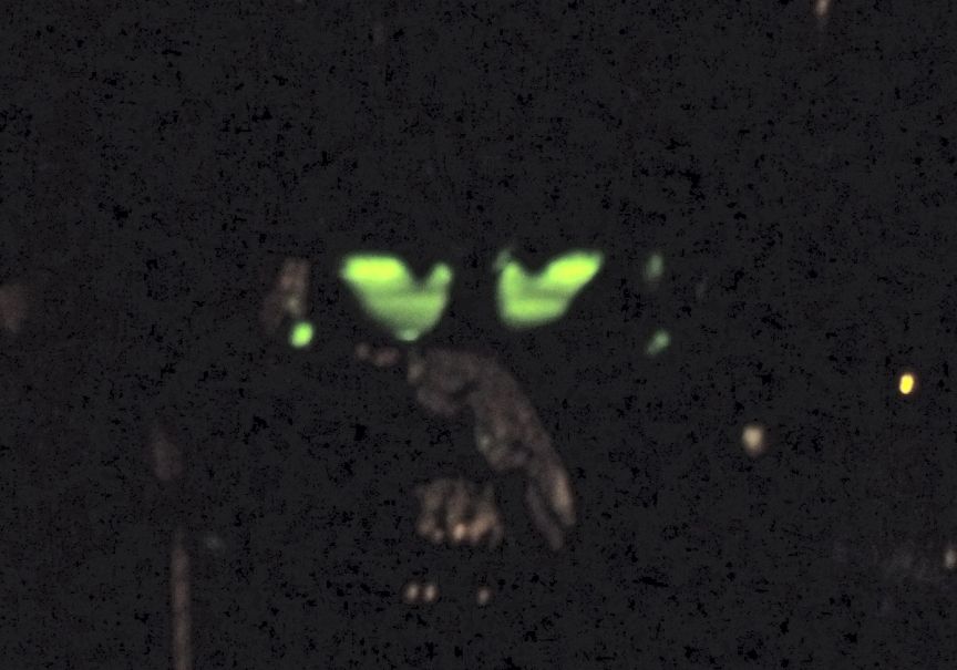 Trash to Treasure 11- Eerie Halloween Eyes