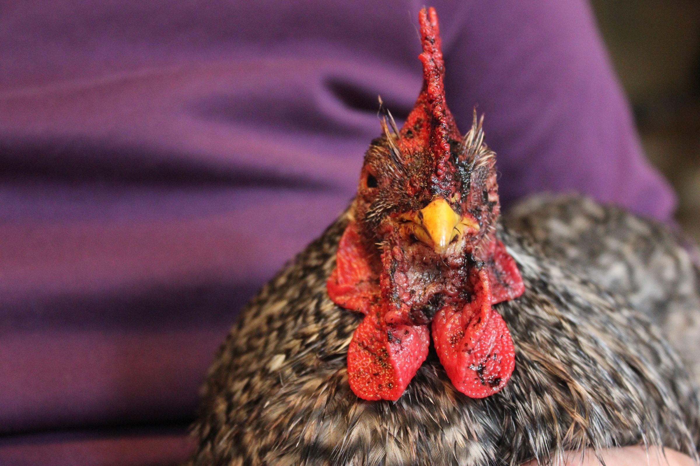Organic Chickens - Treatment of Wounds - Essential Oils, Coconut Oil & a Big Hug! Poules Bio - Bobos
