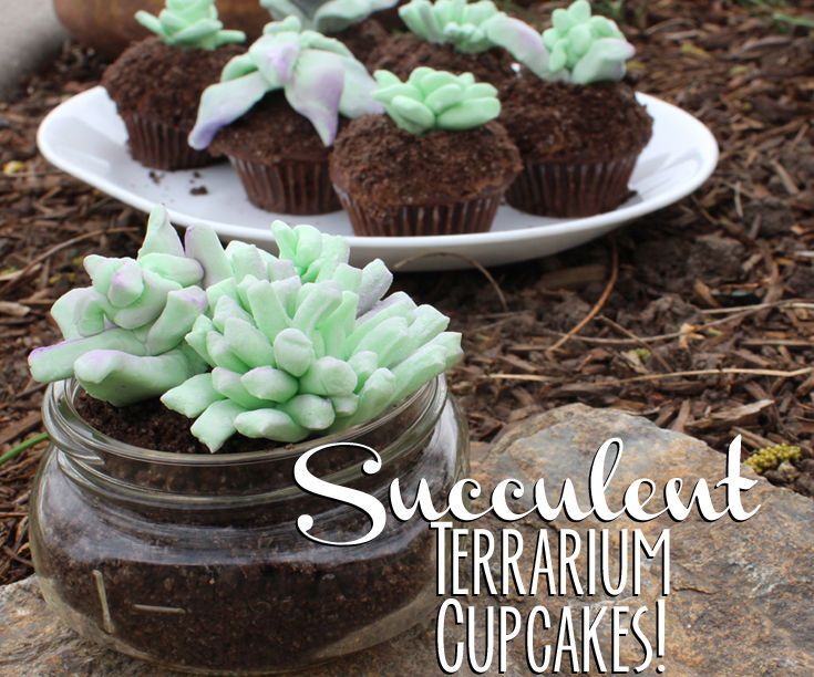 Edible Succulent Terrarium Cupcakes! 