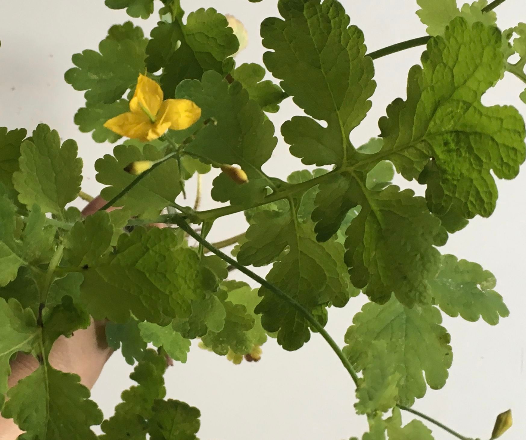 Cure Warts With the Yellow Sap of the Greater Celandine