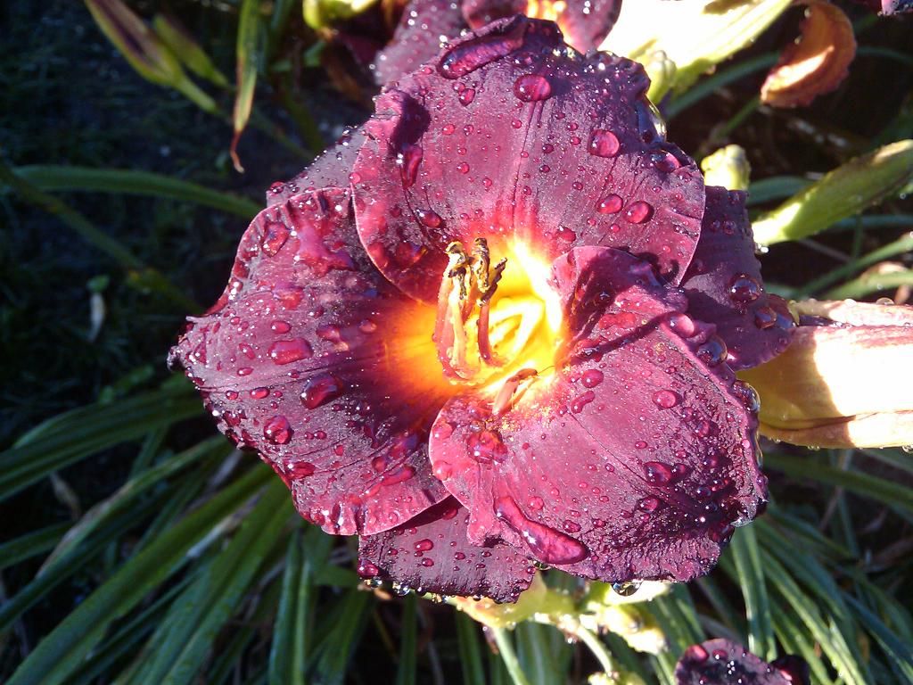 Natures Perfect Red