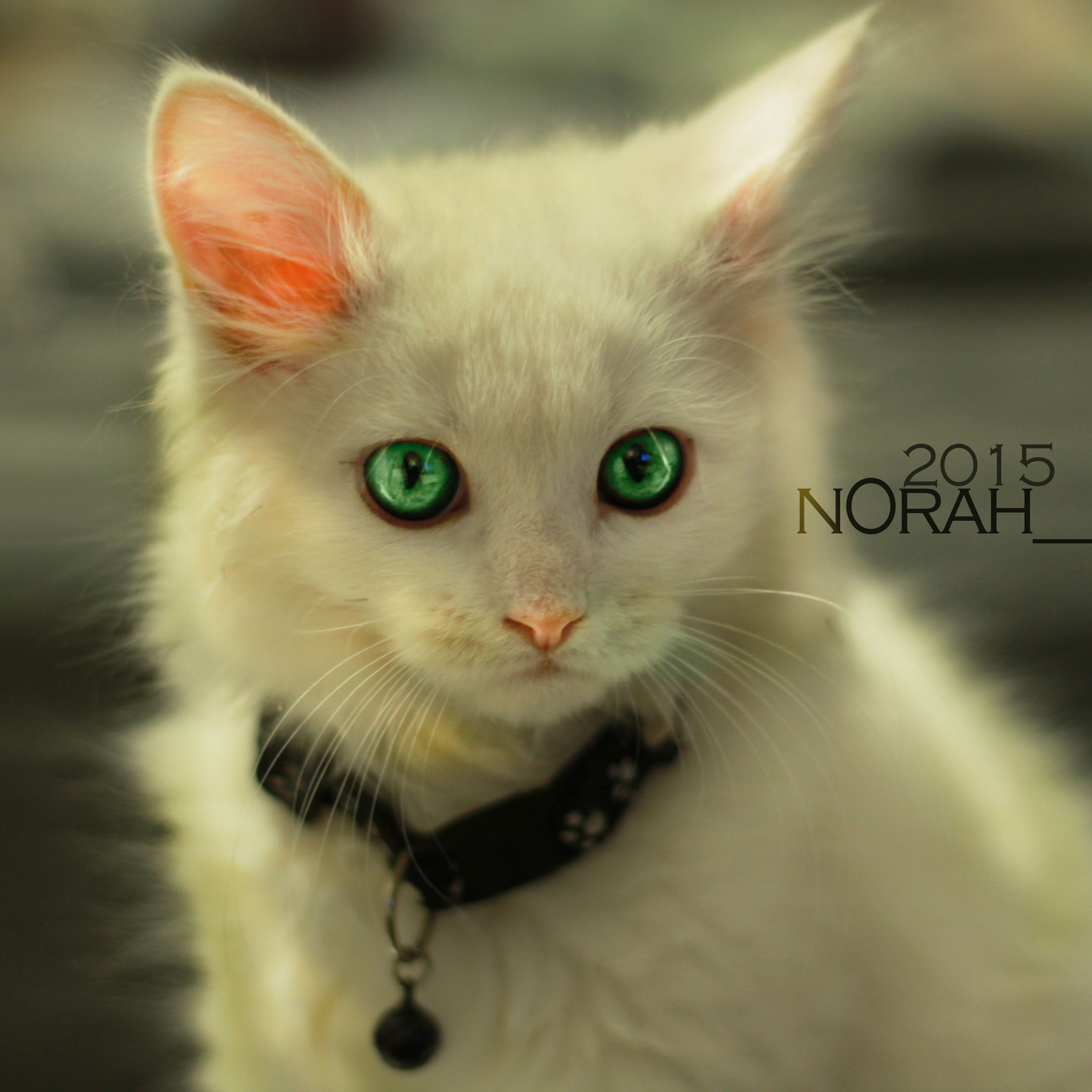 Norah B