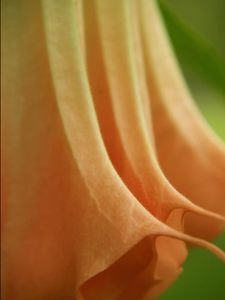 Angel Trumpet