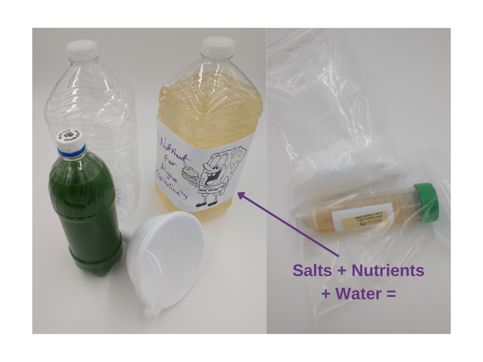 Growing Spirulina in the Classroom 18 Steps (with Pictures