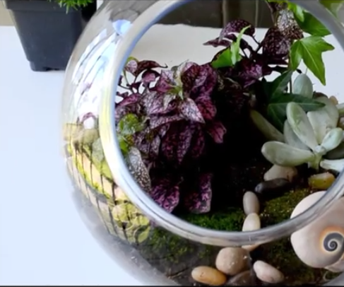 The Moss Terrarium.