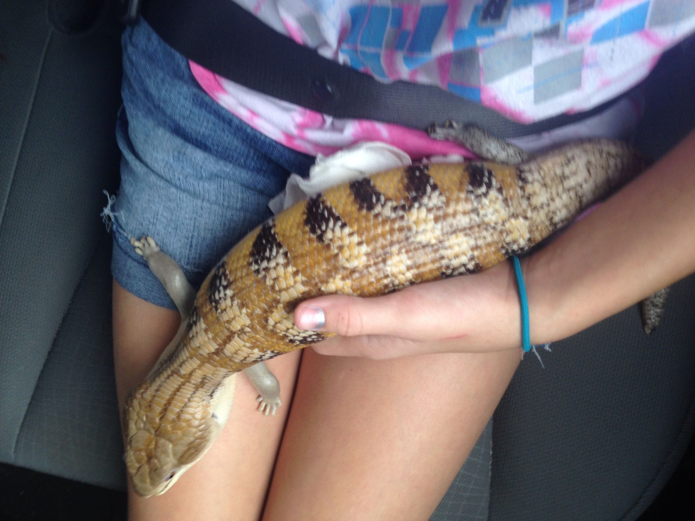 Blue Tongue Skink Selfies
