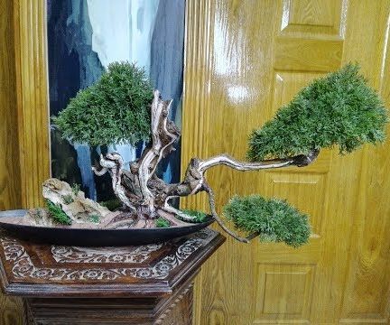 Juniper Bonsai 
