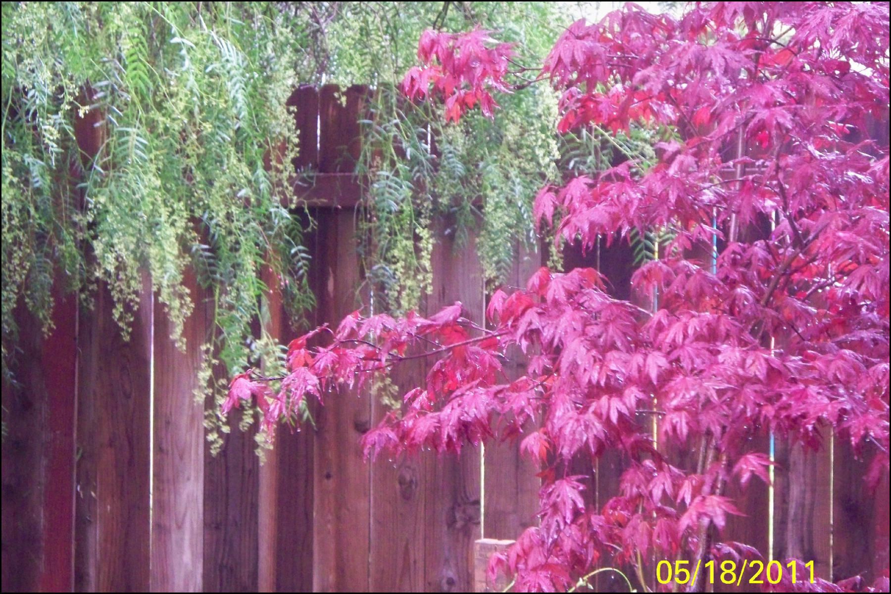 How to Add "Instant" ********** to Your Garden!