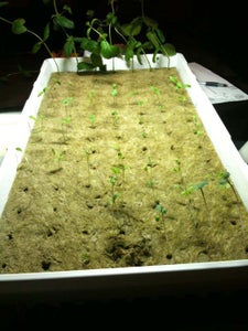 Seeding and Weak Lights