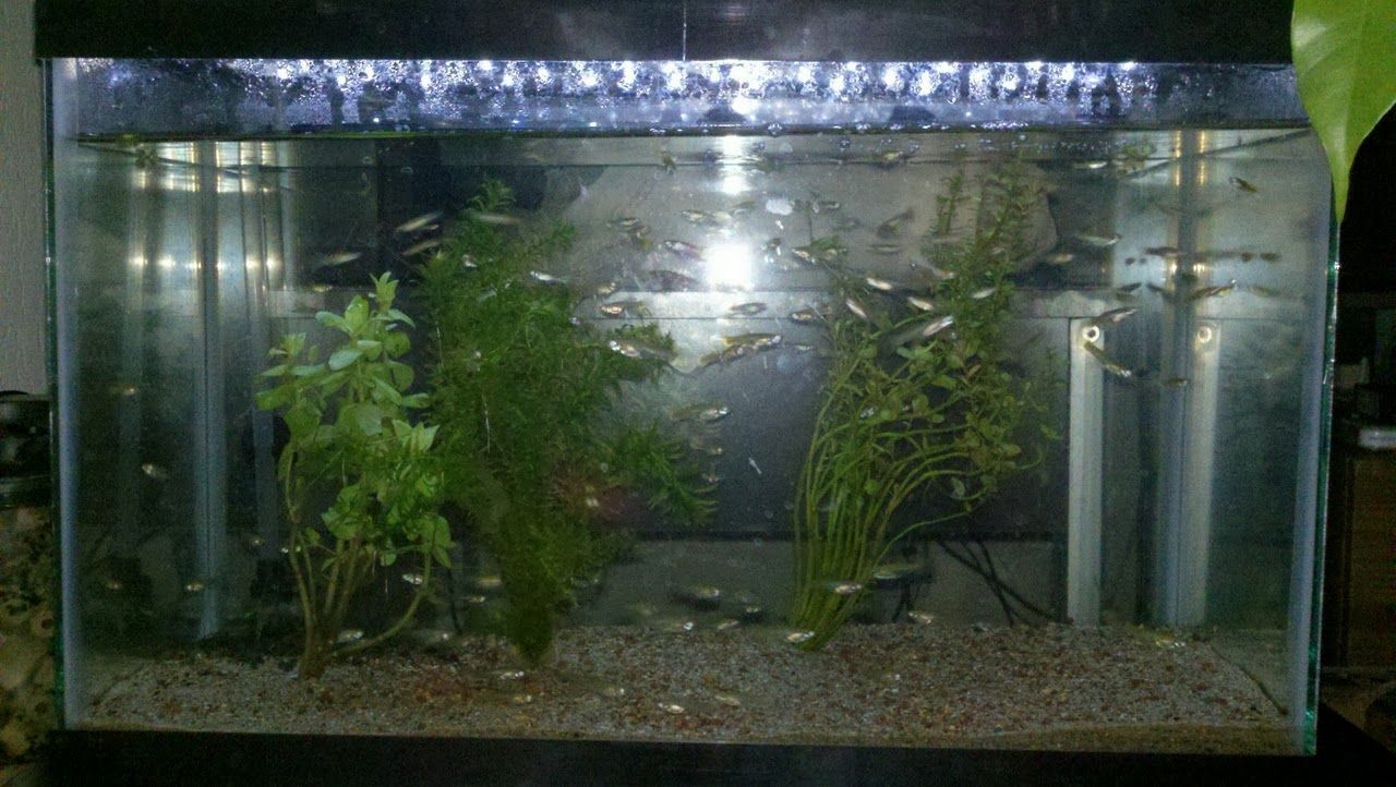 Cheap LED Lamp Into Aquarium Hood Lighting Hack