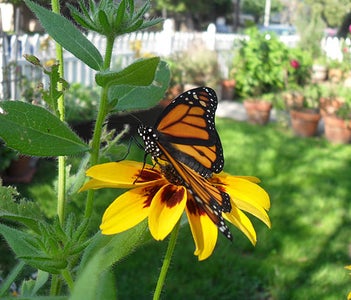 Hatching and Release