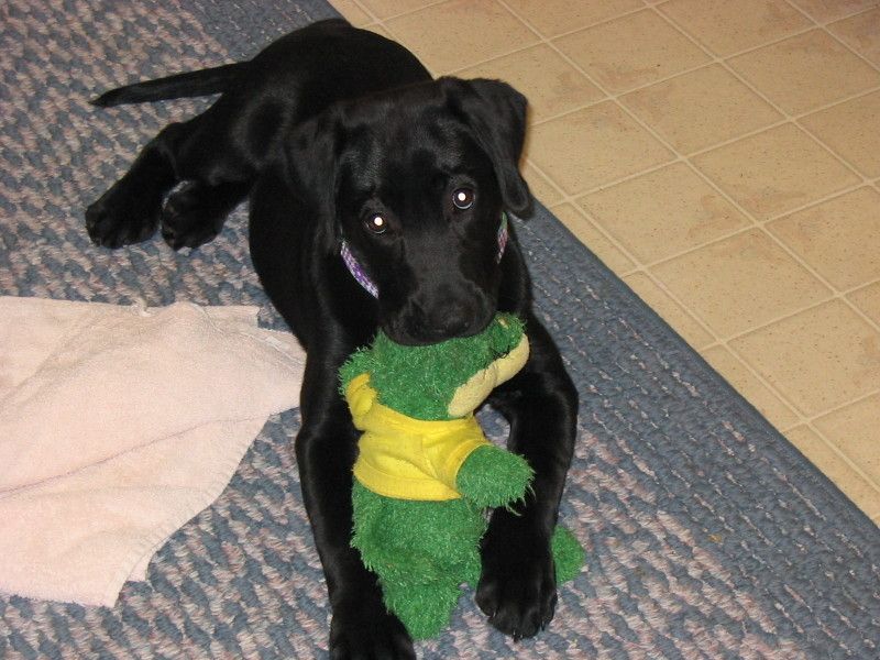 How to Deskunk Your Pet or Yourself With Stuff in Your Home!!!!