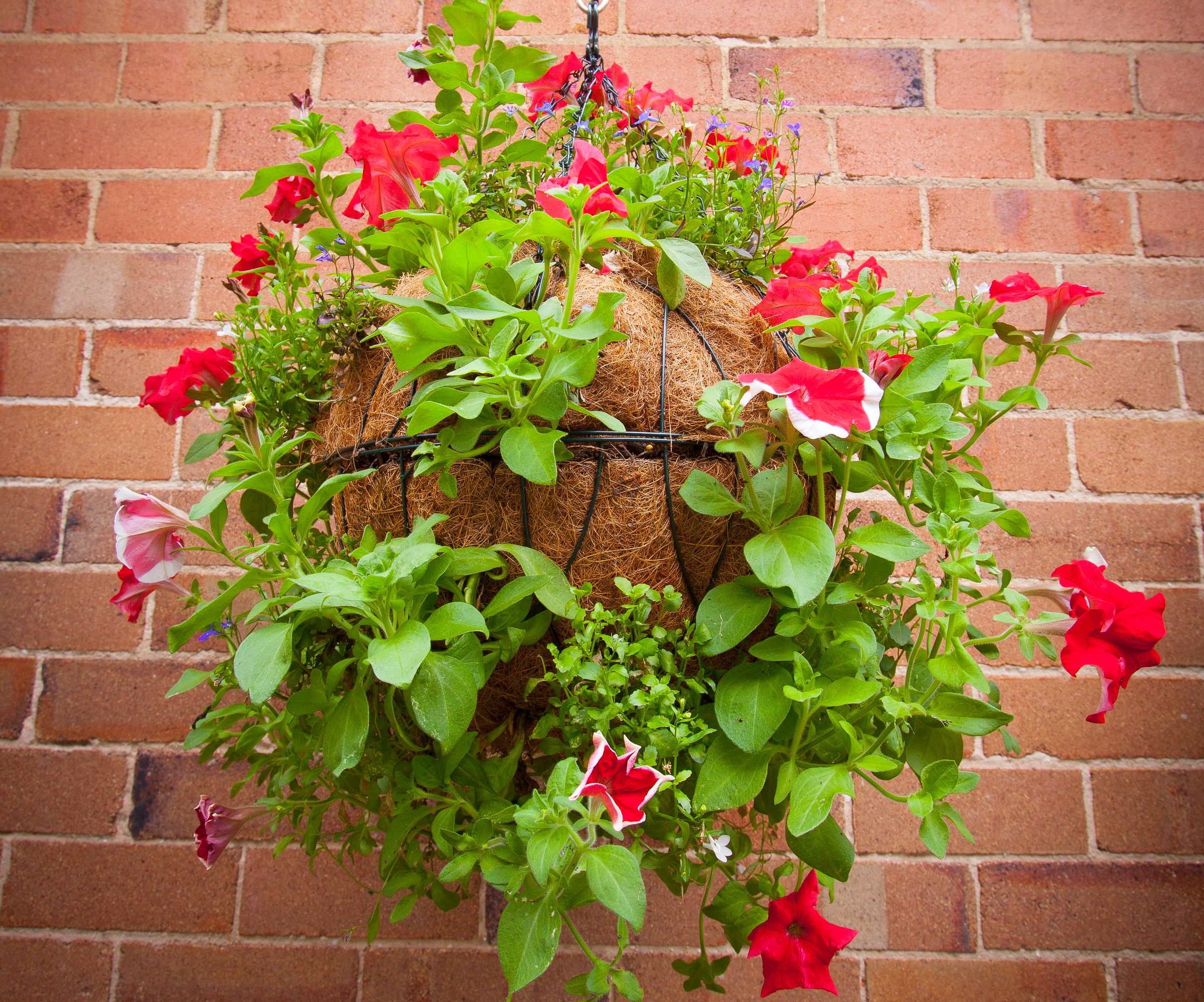 Hanging Floral Balls