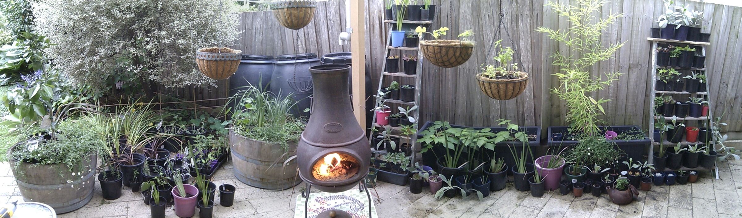 Plant shelving from an old ladder