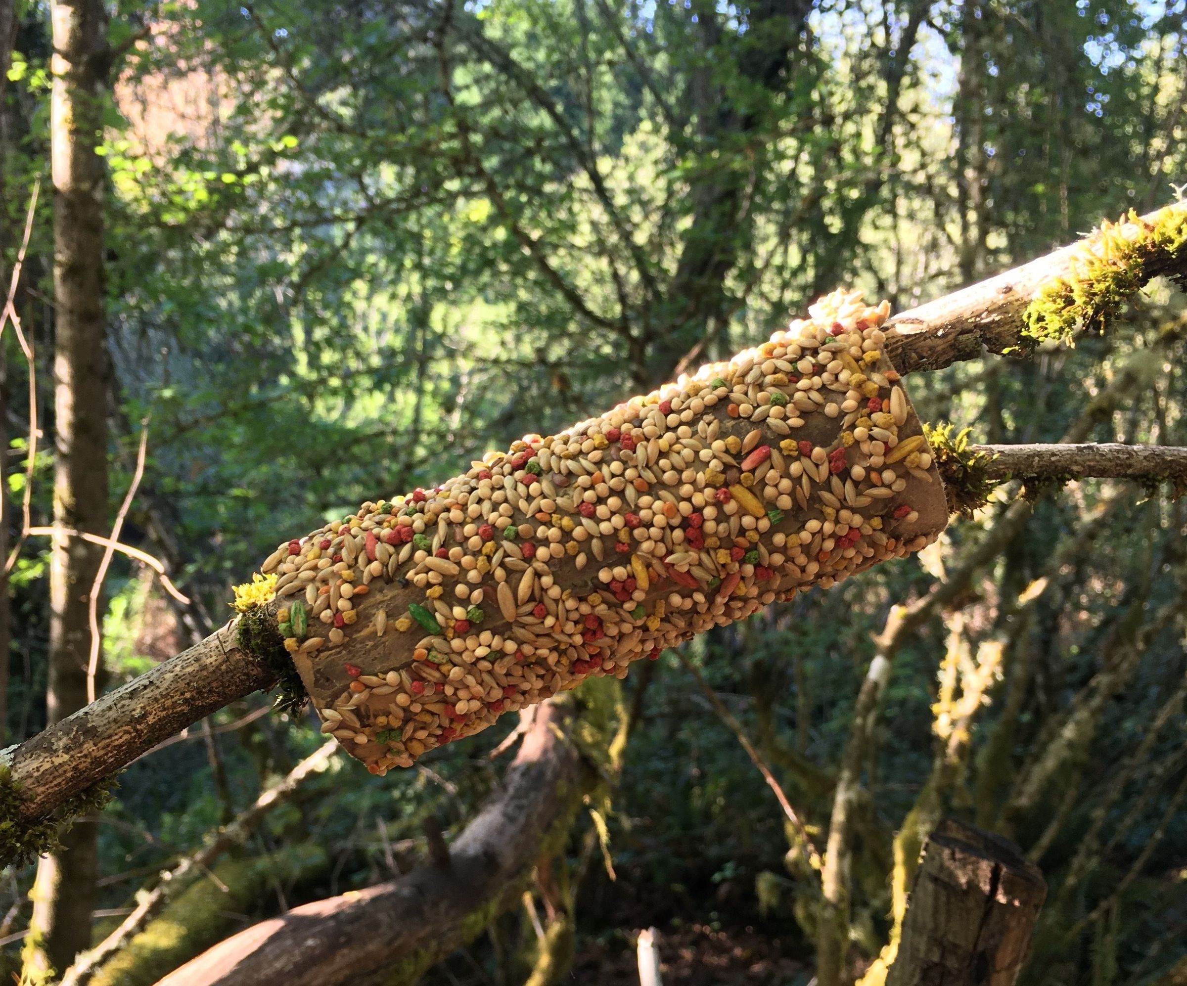 Toilet Paper Tube Bird Feeder