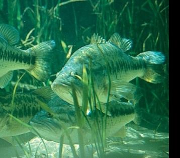 Bass Fishing Tactics