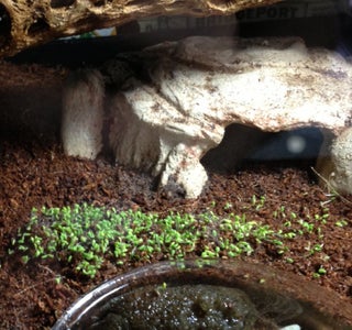 can you eat a hermit crab